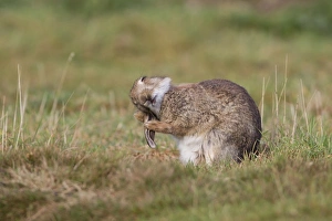 European Rabbit (Oryctolagus cuniculus) adult, grooming ears, Minsmere RSPB Reserve, Suffolk, England, October