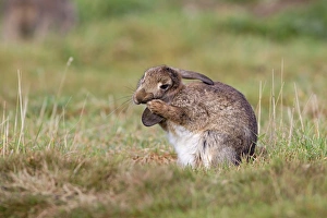European Rabbit (Oryctolagus cuniculus) adult, grooming ears, Minsmere RSPB Reserve, Suffolk, England, October