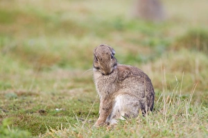 European Rabbit (Oryctolagus cuniculus) adult, grooming, Minsmere RSPB Reserve, Suffolk, England, October