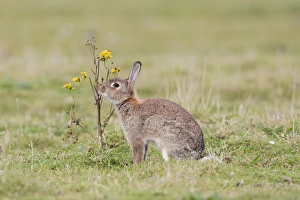 European Rabbit (Oryctolagus cuniculus) adult, scent marking by rubbing chin on Common Ragwort (Senecio jacobaea)