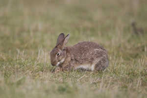European Rabbit (Oryctolagus cuniculus) adult, digging to expose grass roots to feed on, Minsmere RSPB Reserve