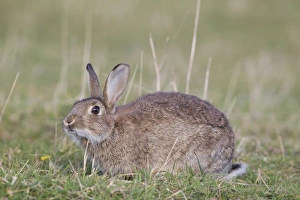 European Rabbit (Oryctolagus cuniculus) adult, scent marking by rubbing chin on grass, Minsmere RSPB Reserve, Suffolk