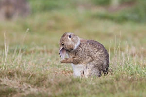 European Rabbit (Oryctolagus cuniculus) adult, grooming ears, Minsmere RSPB Reserve, Suffolk, England, October