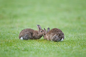 Lagomorph Prints: European Rabbit (Oryctolagus cuniculus) two adults