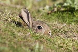 Wild Prints: European Rabbit (Oryctolagus cuniculus) baby