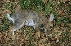 European Rabbit (Oryctolagus cuniculus) dead adult, killed by European Red Fox (Vulpes vulpes), Pamber Forest, Hampshire, England