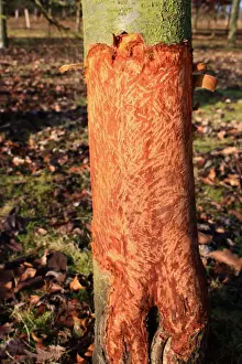 European Rabbit (Oryctolagus cuniculus) feeding damage to bark of young tree in new Millenium woodland