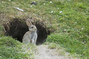 Wild Prints: European Rabbit (Oryctolagus cuniculus) juvenile