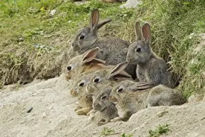 European Rabbit (Oryctolagus cuniculus) seven juveniles, resting at burrow entrance, Fetlar, Shetland Islands