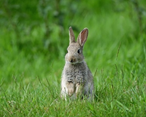 European Rabbit (Oryctolagus cuniculus) young, sitting on grass, Sussex, England, May