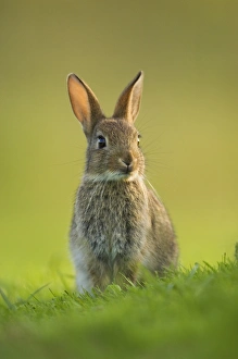 Cute Prints: European Rabbit (Oryctolagus cuniculus) young