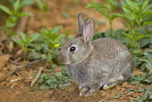 European Rabbit (Oryctolagus cuniculus) young, sitting under hedgerow near warren, Oxfordshire, England, april