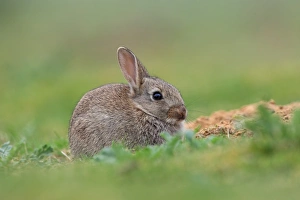 European Rabbit (Oryctolagus cuniculus) young, sitting beside burrow, Norfolk, England, May