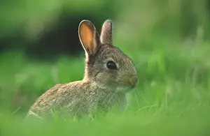 Lagomorph Prints: European Rabbit (Oryctolagus cuniculus) young near warren entrance