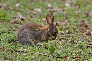 Groom Prints: European Rabbit using its front paws to groom its face