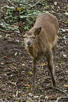 European Red Deer hind, Cervus elaphus taken a RSPB Minsmere Suffolk