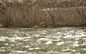 Flood Prints: European Red Fox (Vulpes vulpes) adult, swimming, caught on coastal marshland at high tide