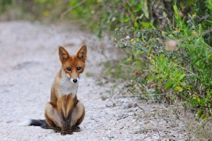 European Red Fox (Vulpes vulpes) adult, sitting on gravel in mediterranean habitat, Italy, august