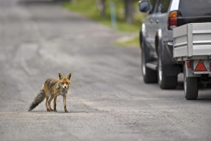 European Red Fox (Vulpes vulpes) adult, crossing road near vehicle, Ligurian Alps, Liguria, Italy