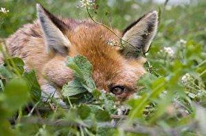 European Red Fox (Vulpes vulpes) adult, close-up of head, resting in orchard, Kent, England, summer