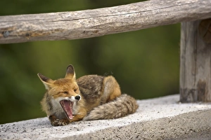 European Red Fox (Vulpes vulpes) adult, yawning, resting on concrete, Ligurian Alps, Liguria, Italy