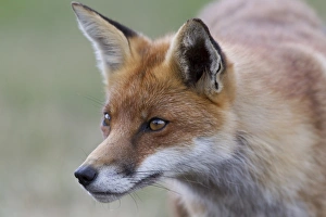 European Red Fox (Vulpes vulpes) adult, close-up of head, captive