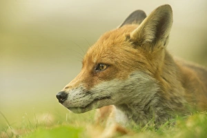 European Red Fox (Vulpes vulpes) adult, close-up of head, resting on grass of urban park in evening, London, England