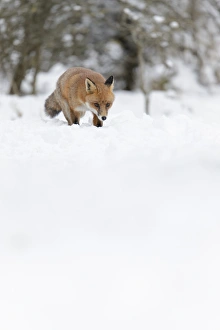 European Red Fox (Vulpes vulpes) adult, walking on snow covered heathland, Cannock Chase, Staffordshire, England