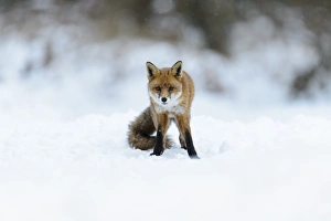European Red Fox (Vulpes vulpes) adult, standing on snow, Cannock Chase, Staffordshire, England, January
