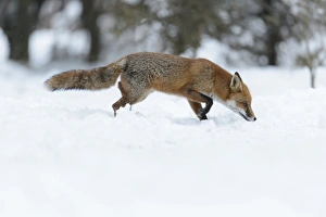 European Red Fox (Vulpes vulpes) adult, foraging on snow covered heathland, Cannock Chase, Staffordshire, England
