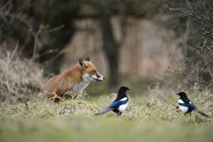European Red Fox (Vulpes vulpes) adult, with Common Magpies (Pica pica) on heathland, Cannock Chase, Staffordshire