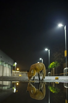 European Red Fox (Vulpes vulpes) adult, smelling ground, standing beside puddle with reflection in urban carpark