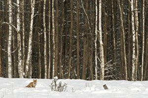 European Red Fox (Vulpes vulpes) adult, standing in snow at edge of Silver Birch (Betula pendula) forest habitat