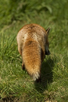 Vixens Prints: European Red Fox (Vulpes vulpes) adult female, rear view of tail, Devon, England, may