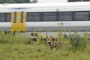 Carnivore Prints: European Red Fox (Vulpes vulpes) adult male, standing on railway embankment