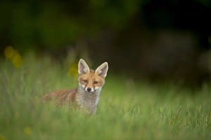 European Red Fox (Vulpes vulpes) cub, alert, standing in meadow, Derbyshire, England, may