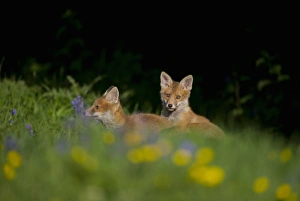 Sun Light Prints: European Red Fox (Vulpes vulpes) two cubs