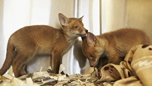 European Red Fox (Vulpes vulpes) two cubs, at rescue centre prior to re-introduction to wild, The Fox Project, Kent