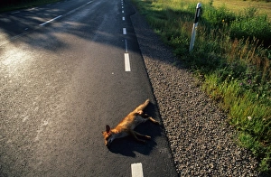Destruction Prints: European Red Fox (Vulpes vulpes) dead adult, roadkill casualty on road, Sweden, july