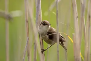 Warblers Prints: European Reed Warbler on reeds - Deepdale Marsh Norfolk