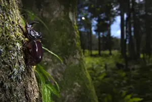 Corsica Prints: European Rhinoceros Beetle (Oryctes nasicornis) adult