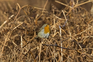 Rusty Prints: European Robin on autumn, bracken