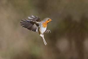 European Robin (Erithacus rubecula) adult, in flight, Warwickshire, England, February