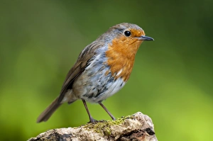 European Robin Erithacus rubecula adult, perched on log, Hale, Cumbria, England, May