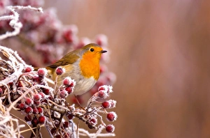 Christmas Prints: European Robin (Erithacus rubecula) adult