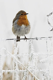 European Robin (Erithacus rubecula) adult, perched on frost covered wire fence, West Midlands, England, december