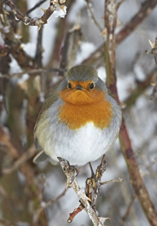 European Robin (Erithacus rubecula) adult, perched in snow covered hedge, Scotland, winter