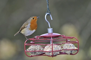 European Robin (Erithacus rubecula) adult, perched on fat ball feeder in garden, West Sussex, England, february