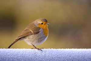 European Robin (Erithacus rubecula) adult, perched on frost covered gate, Dumfries and Galloway, Scotland, december