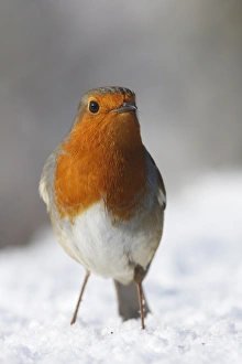 European Robin (Erithacus rubecula) adult, standing on snow, Hertfordshire, England, february